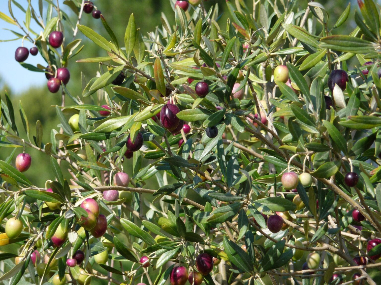 Cyprus Flora Guide: Plants Trees & Natural Vegetation - The North Cyprus
